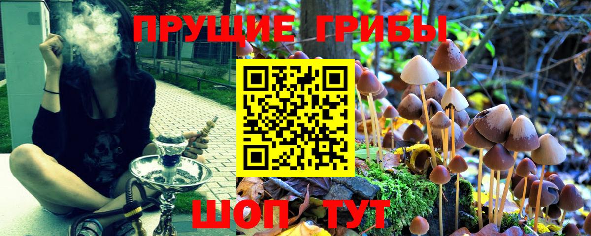 Псилоцибиновые грибы Psilocybe Котовск