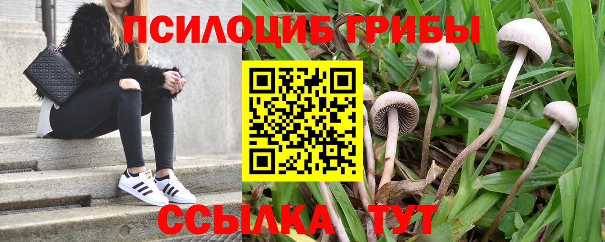 наркота  Вход с VPN  Котовск  Псилоцибиновые грибы Psilocybe 